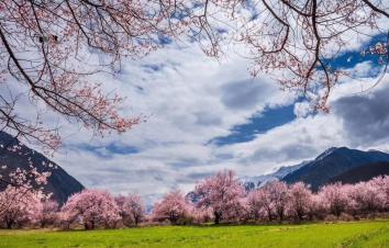 成都集合14日西藏林芝桃花节自驾游：G318川藏线-林芝-羊湖纳木错-拉萨-青海湖自驾游						-游推荐