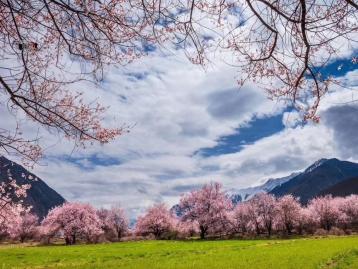 成都集合14日西藏林芝桃花节自驾游：G318川藏线-林芝-羊湖纳木错-拉萨-青海湖自驾游						