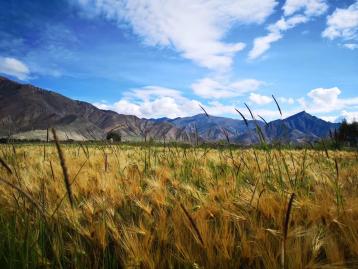 成都集合16日西藏自驾游：G318川藏线-稻城亚丁-羊湖-拉萨-翡翠湖16日川进青出自驾游