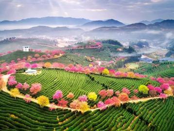 厦门集合6日福建省内自驾游：漳洲樱花-福建土楼-汀洲古城6日休闲自驾游