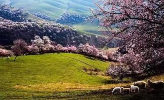 喀什集合7日南疆落地自驾：杏花沟-喀什-慕士塔格峰-丝绸之路7日南疆风情自驾游-推荐