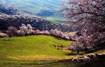 喀什集合7日南疆落地自驾：杏花沟-喀什-慕士塔格峰-丝绸之路7日南疆风情自驾游-游推荐