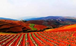 南宁集合广西云南9日自驾游：德天大瀑布-普者黑-抚仙罗平油菜花9日山水自驾-推荐