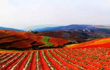 南宁集合广西云南9日自驾游：德天大瀑布-普者黑-抚仙罗平油菜花9日山水自驾-游推荐