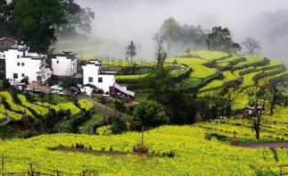 九江集合4日婺源自驾游：瑶里古镇-江岭梯田-屯溪老街-婺源油菜花4日落地自驾游-推荐