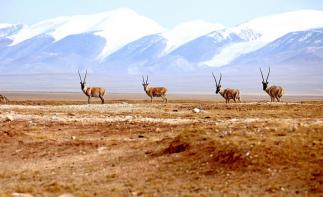 山东出发到西北12日自驾游：茶卡盐湖-九层妖塔-王母瑶池-可可西里12日自驾游-推荐