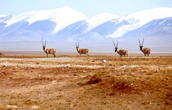 山东出发到西北12日自驾游：茶卡盐湖-九层妖塔-王母瑶池-可可西里12日自驾游-游推荐