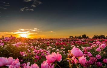 北京出发山东3日自驾游：阳谷县狮子楼、菏泽曹州牡丹园、东平水浒城3日自驾-游推荐