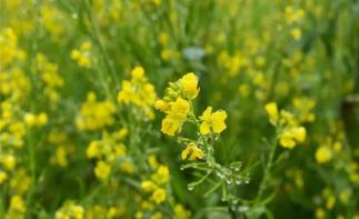 武汉出发湖北周边自驾游：江西婺源-江岭油菜花-思溪延村3日赏花游-推荐