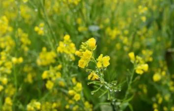 武汉出发湖北周边自驾游：江西婺源-江岭油菜花-思溪延村3日赏花游-游推荐