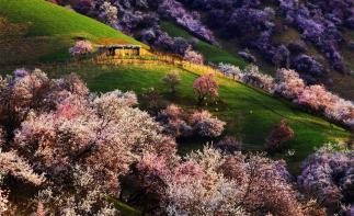 新疆乌鲁木齐集合8日伊犁自驾游：安集海大峡-赛里木湖-博斯腾湖-伊犁杏花沟8日环线伊犁-推荐