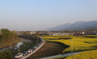 西安出发2日陕西周边自驾游：汉阴油菜花-凤堰古梯田2日采茶赏花自驾游-推荐