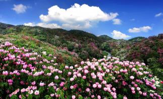湖南出发贵阳3日自驾游:赏百里杜鹃-平坝樱花3日湖南周边赏花自驾游-推荐