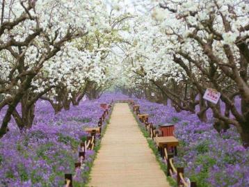 北京出发江苏上海6日自驾游：三台梨兰会、嵊泗列岛、花果山6日自驾