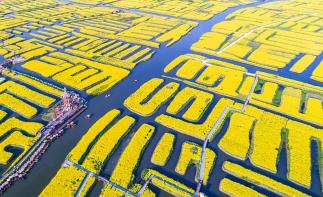 山东出发江苏3日自驾游：梦幻迷宫-溱湖湿地-琴童古镇-千垛菜花3日自驾游-推荐