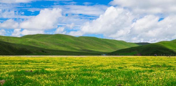 成都出发川西2日自驾游：漫步草原花海-俄木塘2日自驾游-大自驾网