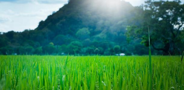 西安出发佛坪2日亲子自驾游：稻田插秧 +摸泥鳅+DIY植物微景观+户外烧烤2日活动-大自驾网