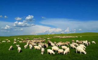 内蒙古呼伦贝尔大草原9日自驾游：莫尔道嘎-根河湿地-满洲里-呼伦湖9日草原林海自驾游-推荐