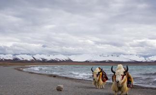 成都出发川藏新藏25日自驾游：羊卓雍措-古格王朝遗址-独库公路-巴音布鲁克-塔克拉玛干沙漠25日大环-推荐