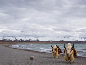 成都出发川藏新藏25日自驾游：羊卓雍措-古格王朝遗址-独库公路-巴音布鲁克-塔克拉玛干沙漠25日大环