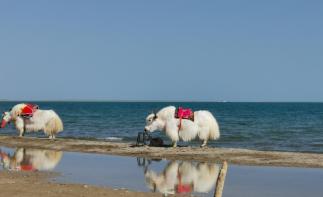 西安出发青海6日自驾游：青海湖+门源油菜花+茶卡盐湖+塔尔寺6日自驾游-推荐