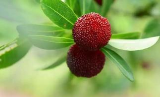 武汉出发金华4天自驾：龙游石窟-神仙居景区-横溪杨梅采摘园4天自驾游-推荐