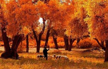 北京出发额济纳9日自驾游：大美胡杨林、敦煌莫高窟、雅丹、张掖丹霞、定边盐城西北环线自驾9日-游推荐