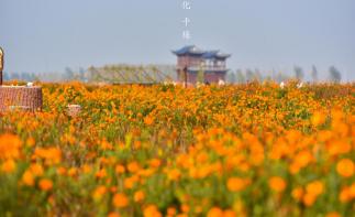 江苏泰州1日自驾游：兴化千垛赏菊-李中水上森林公园1日品蟹美食自驾游-推荐