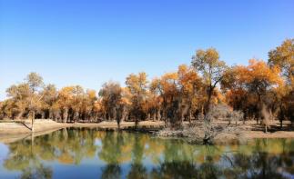 乌鲁木齐集合11日金秋南疆落地自驾游：博斯腾湖-塔里木胡杨林-喀什老城-克孜尔千佛洞11日自驾游-推荐