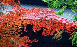 广东出发江西6天自驾游：婺源-三清山-景德镇-瑞金6天江西休闲自驾游-推荐