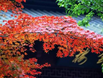 广东出发江西6天自驾游：婺源-三清山-景德镇-瑞金6天江西休闲自驾游