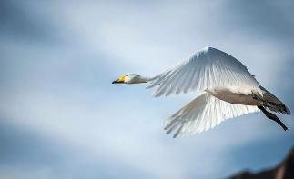 济南周边3日亲子自驾游：天鹅湖-稀有动物园-牟氏庄园-养生温泉3日休闲自驾游-推荐