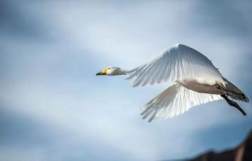 济南周边3日亲子自驾游：天鹅湖-稀有动物园-牟氏庄园-养生温泉3日休闲自驾游-游推荐