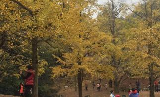 广东出发桂林贺州3日自驾游：德庆贡柑-桂林恭城柿子节-海洋乡银杏-千年古镇3日自驾-推荐