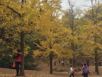 广东出发桂林贺州3日自驾游：德庆贡柑-桂林恭城柿子节-海洋乡银杏-千年古镇3日自驾