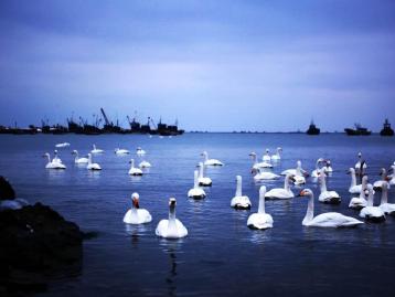 北京出发山东5日自驾：蓬莱阁-养马岛-烟墩角-青州古城日自驾