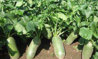 北京出发天津2日自驾游：柳青古镇-拔沙窝萝卜-吃沧州火锅鸡2日自驾游-推荐