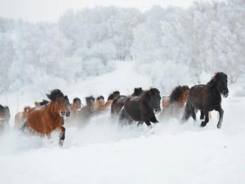 天津集合内蒙古乌兰布统3日自驾游：乌兰布统-野穿无人区-塞罕坝3日体验冰雪天地