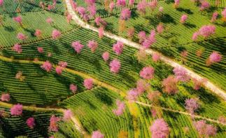 山东出发落地云南8日游：昆明-大理古城-和顺古城-洱海-火山公园-银杏村-樱花谷美景赏析自驾游-推荐