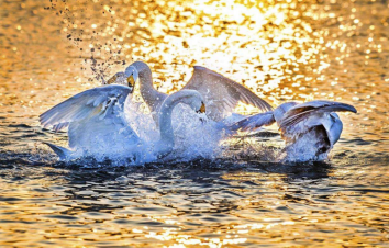 北京出发山东烟台3日自驾游：海岸线最东端-烟墩角观天鹅-养马岛风光3日休闲自驾游 -游推荐