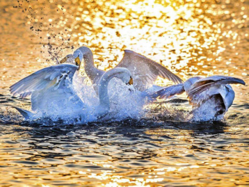 北京出发山东烟台3日自驾游：海岸线最东端-烟墩角观天鹅-养马岛风光3日休闲自驾游 