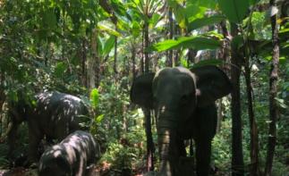 全国出发云南落地6日自驾游：望天树-傣族园-曼听公园6日房车自驾游-推荐