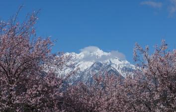 全国出发林芝桃花17日自驾：川藏南线318-波密噶拉桃花沟-雅鲁藏布大峡谷-羊湖-纳木错17日自驾游-游推荐