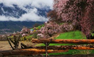 成都出发林芝桃花14日自驾：川藏南线-桃花沟-鲁朗-布宫-大昭寺-羊湖-纳木错14日环线自驾-推荐