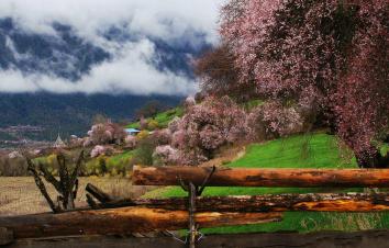 成都出发林芝桃花14日自驾：川藏南线-桃花沟-鲁朗-布宫-大昭寺-羊湖-纳木错14日环线自驾-游推荐