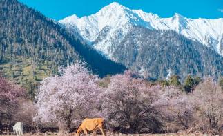 成都出发19日川藏线自驾游：金川梨花-林芝桃花-川藏南北线19日自驾-推荐