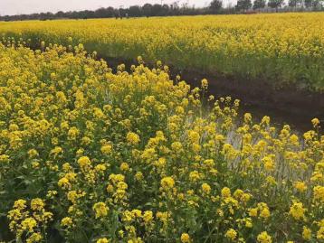 北京出发江苏5日自驾游：台儿庄古城-李中水上森林公园-千垛5日自驾游