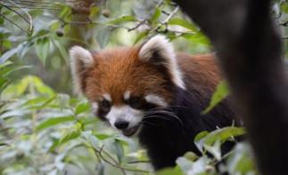 全国出发云南8日落地房车自驾游：普洱-西双版纳-傣族村8日落地自驾-推荐