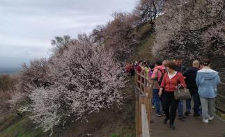 乌鲁木齐集合西疆伊犁杏花节7日自驾游：赛里木湖-吐尔根杏花沟-那拉提7日新疆自驾游-推荐