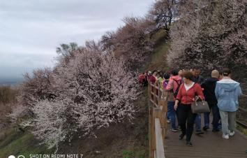 乌鲁木齐集合西疆伊犁杏花节7日自驾游：赛里木湖-吐尔根杏花沟-那拉提7日新疆自驾游-游推荐